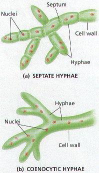 Hanno corpo detto tallo costituito da filamenti: ife, che si aggrovigliano per dare origine a una massa detta micelio, con corpi fruttiferi.