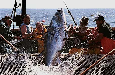 Le risorse rinnovabili a libero accesso: il dilemma dei pescatori ingredienti: una risorsa 1