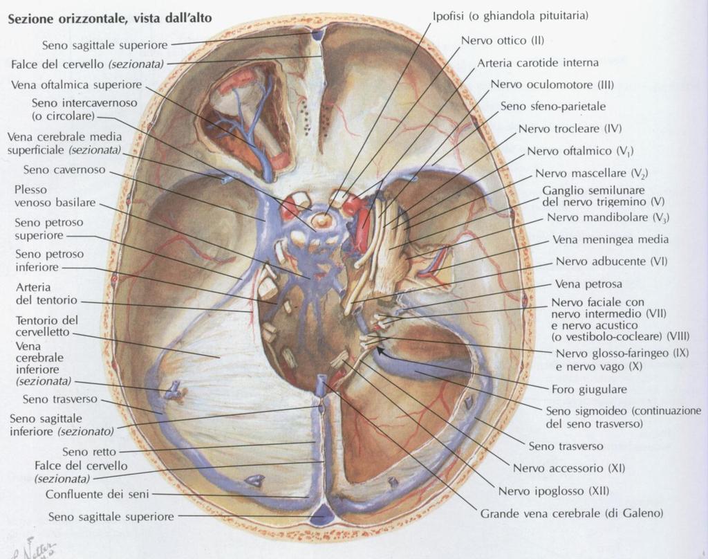 Tentorio del Cervelletto 15 Il margine anteriore delimita con il dorso della sella dello sfenoide, il Forame Ovale di Pacchioni.