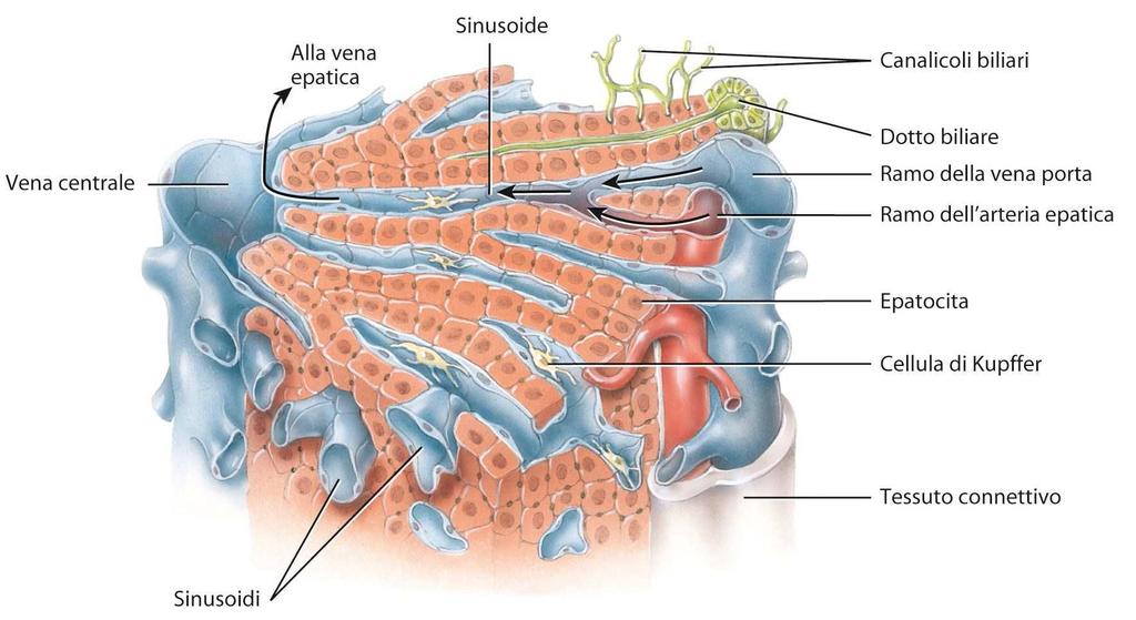 I lobuli epatici 5 I LOBI DEL FEGATO SONO COSTITUITI DA MOLTE UNITÀ FUNZIONALI CHIAMATE LOBULI, OGNUNO DEI