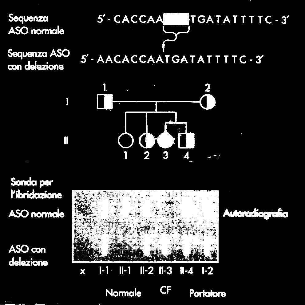 Ibridazione di DNA amplificato con PCR