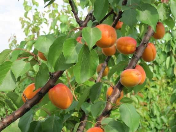 collinari) Consistenza: elevata Sapore: buono, aromatico, con buccia