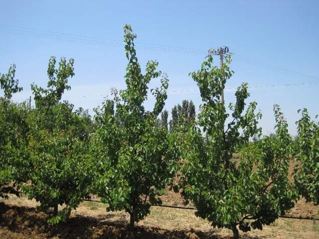 Fusetto Alta densità Precoce entrata in produzione