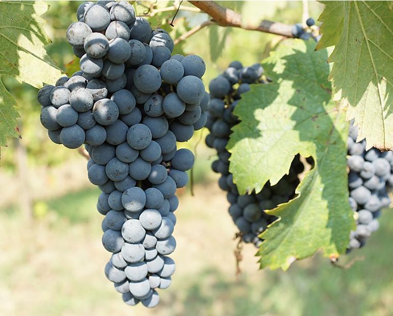 PALLAGRELLO NERO (Coda di Volpe Nero) Citato nel 1775 da Vanvitelli nei possedimenti della Reggia di Caserta (Vigna del ventaglio) infatti era il vino preferito da Ferdinando IV di Borbone Era
