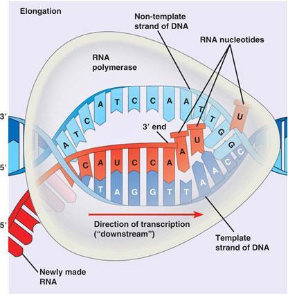 Il DNA viene copiato in mrna mediante il processo di trascrizione. Si passa dall alfabeto A, G, C, T a quello A, G, C e U.