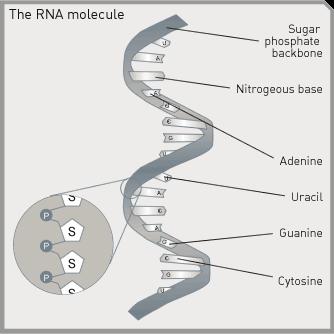 Il DNA viene copiato in mrna prima di essere tradotto in proteina.