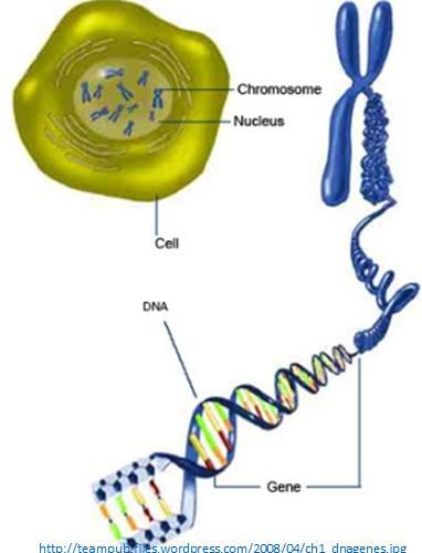 jpg Il cromosoma è la struttura con cui, durante il processo riproduttivo della cellula, ciascuna unità