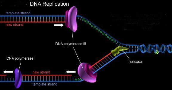 Prima della divisione cellulare il DNA viene fedelmente copiato.