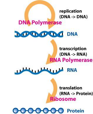 http://cnx.org/content/m30796/latest/centdog.jpg Il DNA codifica per le proteine.