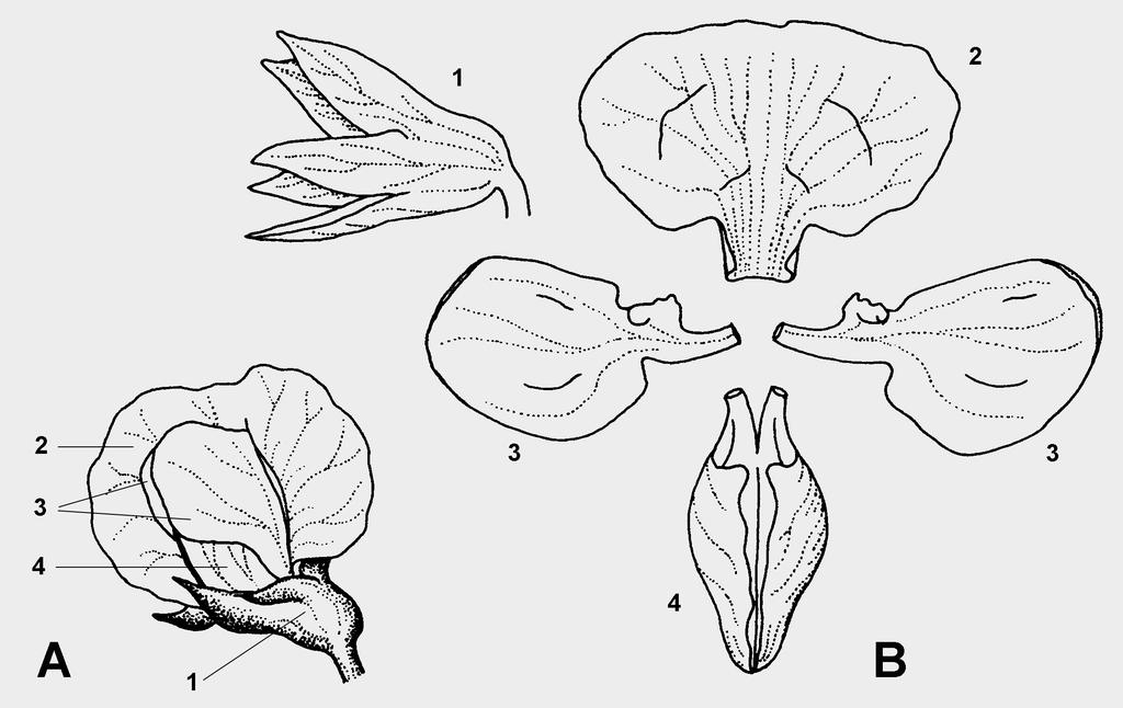 3. Forme biologiche delle piante (8 punti) Le piante evolsero diverse strategie (forme biologiche) dirette alla sopravvivenza delle gemme durante i periodi sfavorevoli (p.es. l'inverno).