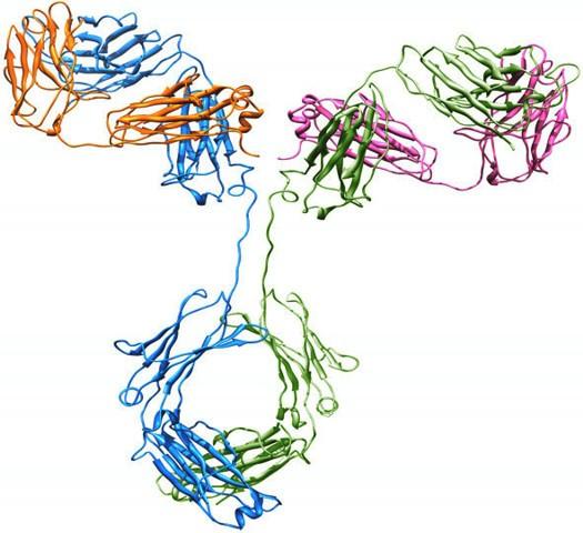 Insegnamenti del piano di studi medico Analisi biochimica e farmaceutica (I Sem) Farmacologia generale e Tossicologia (II Sem) Genetica molecolare