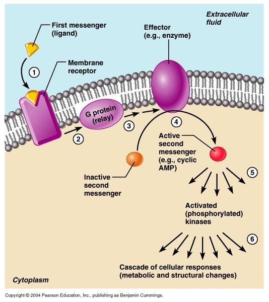 Immunocitochimica - Misura della produzione di messaggeri in seguito ad attivazione recettoriale Farmacocinetica sperimentale: