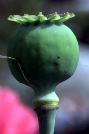 OPPIO (dal greco opos= succo) Succo lattiginoso ottenuto per incisione delle capsule immature dei semi del Papaver