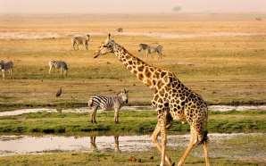 Il Chobe National Park, sorge lungo le sponde dell omonimo fiume.