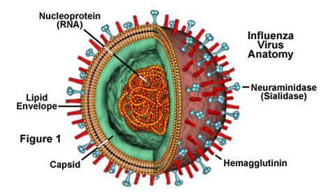 NA Enzima che taglia l acido sialicopromuove l uscita del virus dall ospite(9 tipi: N1-N9) Buon target per il sistema immunitario e per