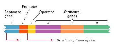 L operone «Lactose» Più geni nello stesso trascritto Regioni di controllo