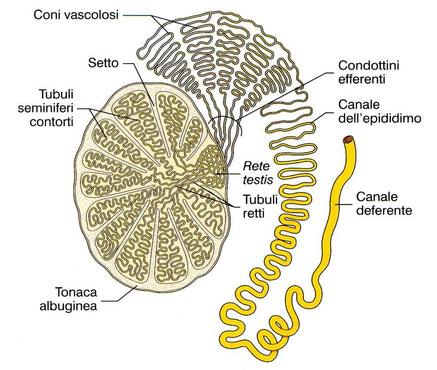 Immagine tratta da: Trattato di Anatomia