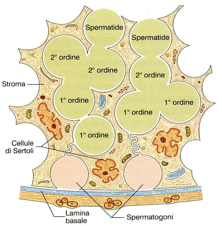 Immagine tratta da: Trattato di Anatomia Umana, Anastasi G et