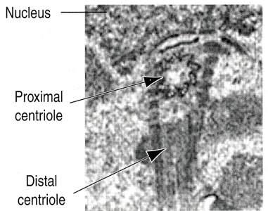 Immagine tratta da: Hystology and Cell