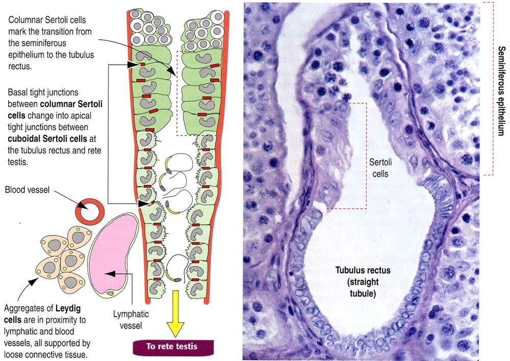 Immagine tratta da: Hystology and Cell