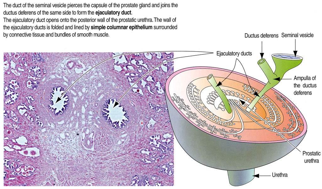 Immagine tratta da: Hystology and Cell