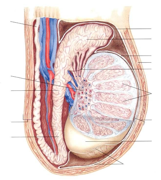 Dotto deferente Tonaca vaginale Testa dell epididimo Mediastino con rete testis Corpo dell epididimo Tonaca vaginale Borsa scrotale Condotti efferenti della rete testis