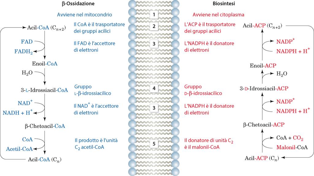 Confronto tra b-ossidazione e