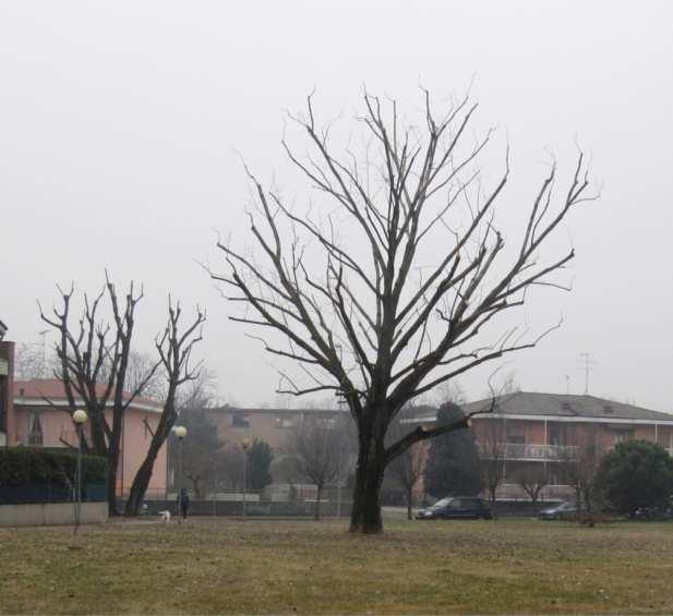 Esempio di potature corrette: la chioma è stata alleggerita e i polloni sono stati tagliati ma l albero