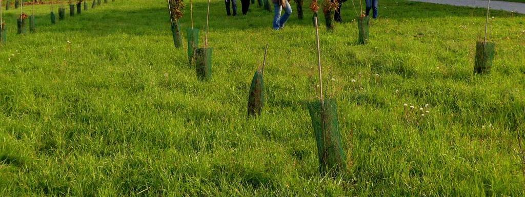 Bilancio Partecipato per idee che