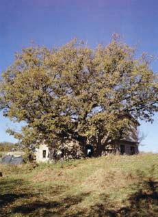 ALBERI MONUMENTALI ROVERE di Nizzè Quercus petraea Situato all esterno dell are Protetta presso località Lodisio.