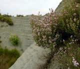 Chiarlone) I Calanchi sono caratterizzati da vegetazione pioniera: piccole