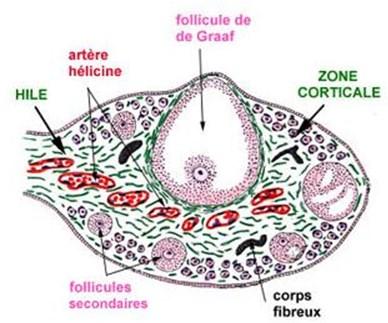 deiescenza del follicolo e ovulazione la parete del follicolo si