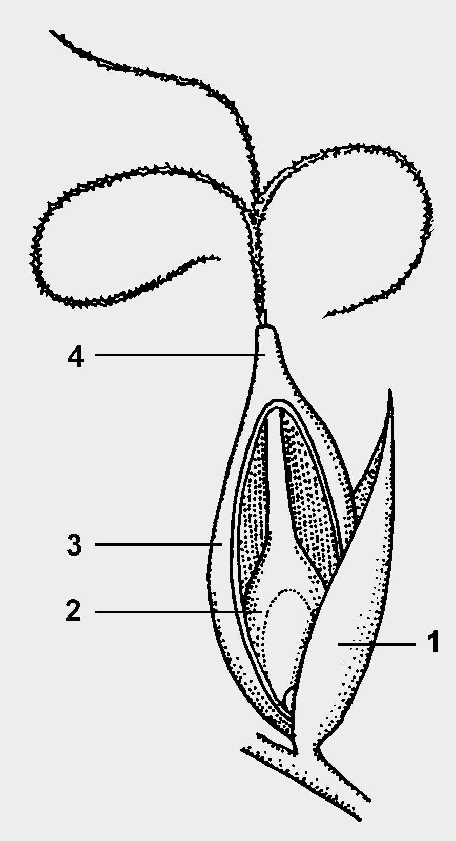4. Morfologia (17 punti) 4a) Disegni schematicamente una spighetta di Arrhenatherum elatius. Iscriva i nomi dei diversi organi.