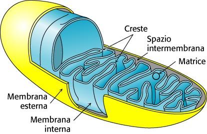 Energia di un gradiente protonico Quanta energia si ricava dalla formazione di un gradiente protonico?