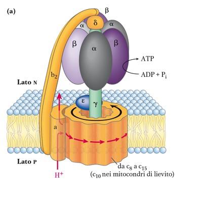 L ATP Sintasi ( F 1 F 0 ATPasi ) Il flusso protonico inverte la sua direzione: i