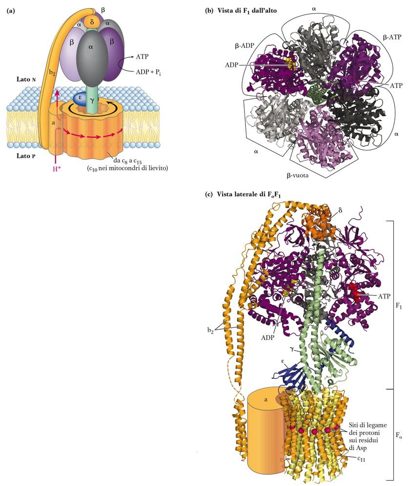 La struttura della ATP sintasi F 1 = complesso periferico di membrana formata da 5 polipeptidi diversi: 3 3 (il sito catalitico dell ATP sintasi) e dalle proteine γδε.