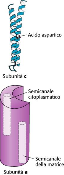 Il flusso dei protoni intorno all anello C determina la sintesi di ATP Il passaggio di H +