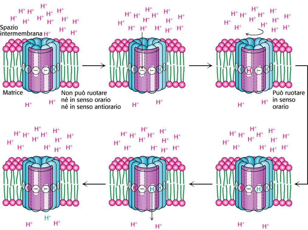 Subunità c: due α-eliche transmembrana con un residuo di Asp al centro Subunità a: due