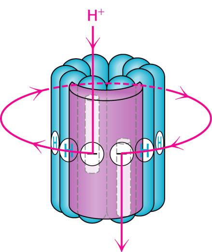 della membrana Il movimento di H + attraverso i semicanali della subunità a da una zona di alta