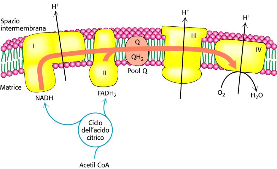 La fosforilazione ossidativa NADH e FADH 2 trasferiscono e - ad alto potenziale di trasferimento all O 2 liberando una quantità di energia sufficiente per generare ATP.