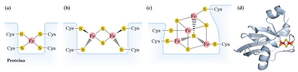 I componenti della catena respiratoria Il trasferimento elettronico dal NADH (e dal FADH 2 ) all O 2 coinvolge diversi trasportatori solubili (ubichinone) oppure gruppi