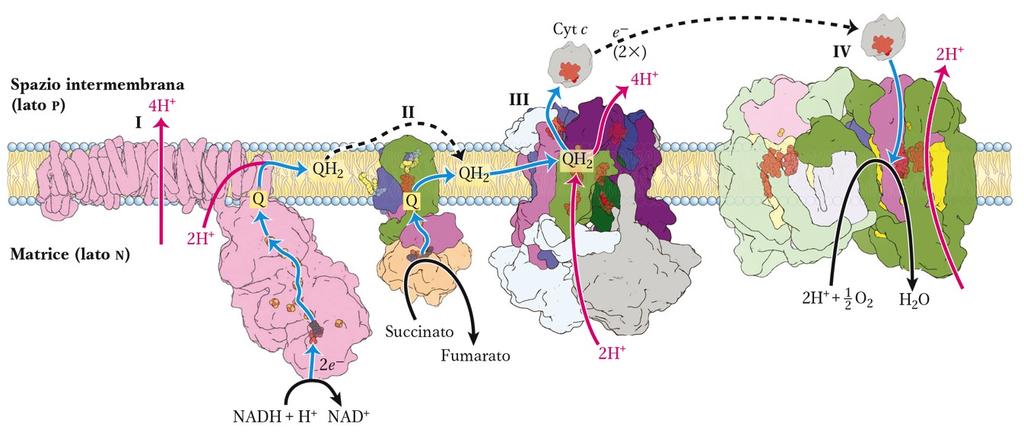 I componenti della catena respiratoria Proteine integrali di membrana : Complesso I : NADH-Q ossidoriduttasi, 43 subunità, FMN, 7 centri Fe-S Complesso II: Succinato deidrogenasi (ciclo