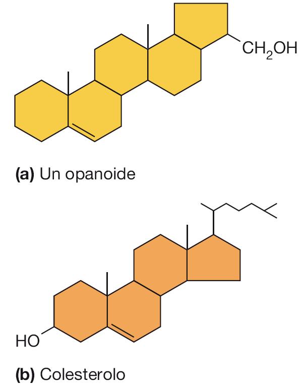 Le membrane plasmatiche dei procarioti non contengono steroli