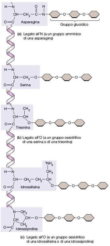 Molte proteine di