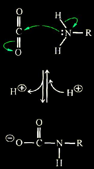 CO 2 Prodotta dal metabolismo aerobico. Reagisce con il terminale aminico; reazione di carbamilazione.