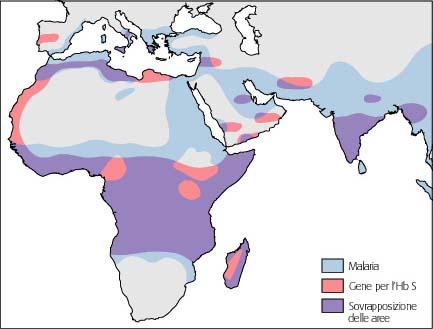 Distribuzione geografica malaria/hbs Popolazione 2,5