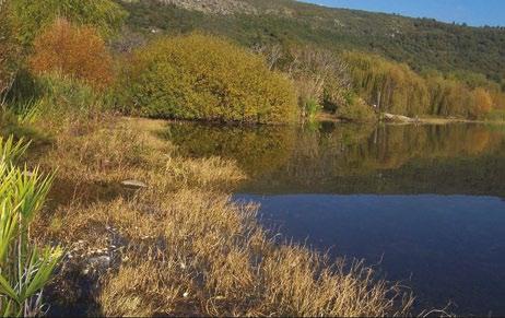 LA BIODIVERSITA Il paesaggio forestale è dominato dai castagneti.