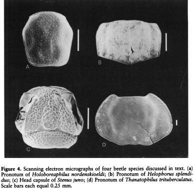 Record fossili raccolti, dal Montana al Colorado centrale, vanno dai 18000 ai 10000 anni BP I record Olocenici, tutti provenienti dal Colorado, vanno dai 9900 BP al presente Le analisi dei record