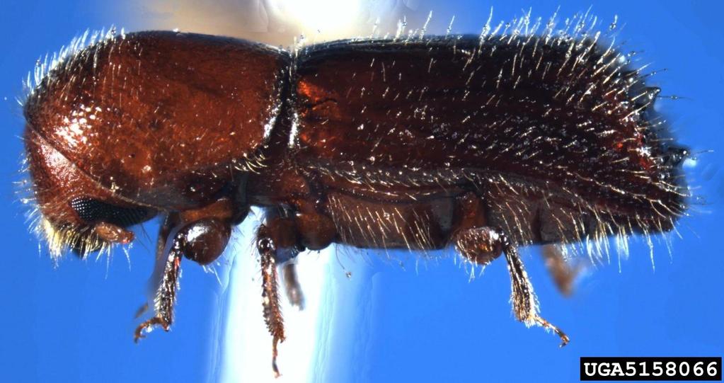 Un esempio di differenze tra record Tardoglaciali e Olocenici è dato dai «Bark Beetles» (Scolytidae): 4 specie Tardoglaciali vs.