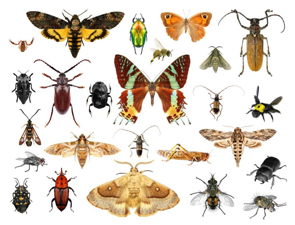 Un po di Sistematica Regno Animalia Phylum Arthropoda Classe Insecta Ordine Coleoptera, Diptera, Odonata, Hymenoptera sono troppi! Ad oggi si stimano circa 1.000.